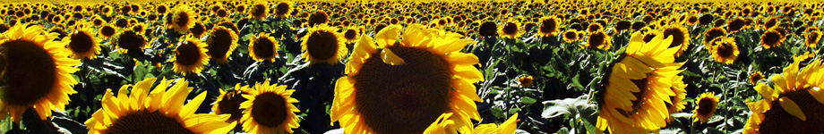 Yonked.com: Diary of a New Home Rotating Header Image